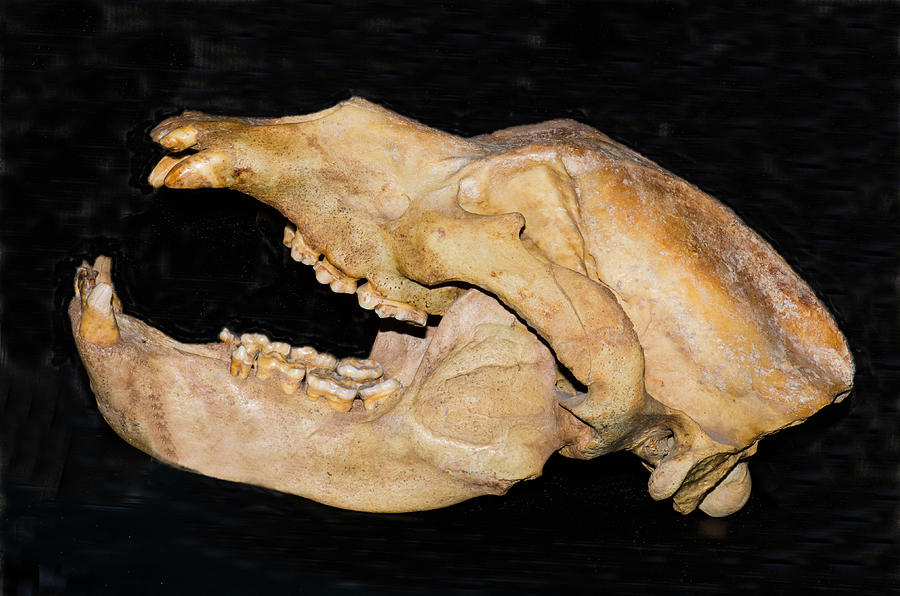 Cave Bear Skull Fossil #1 Photograph by Millard H. Sharp