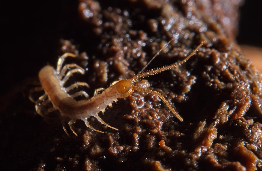Cave Centipede #2 Photograph by Francesco Tomasinelli