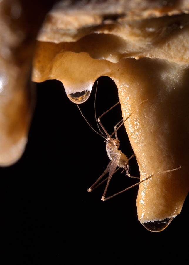 Cave Grasshopper #1 Photograph by Francesco Tomasinelli