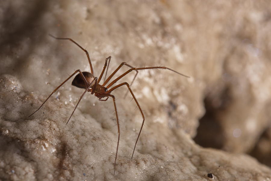 Cave Sheet-web Spider #3 Photograph by Francesco Tomasinelli Cave Sheet-web Spider #3 Photograph by Francesco Tomasinelli