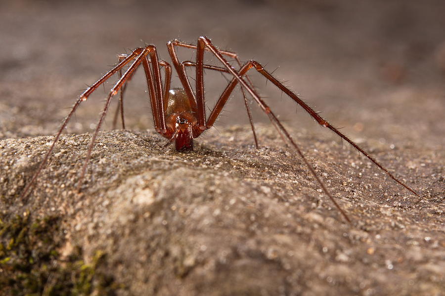 Cave Spider #2 Photograph by Francesco Tomasinelli