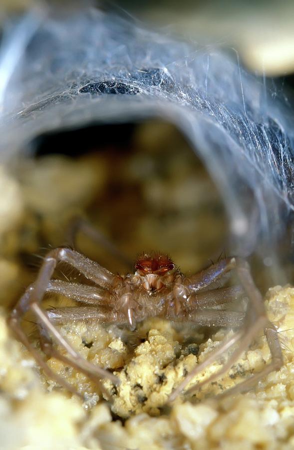 Animal Photograph - Cave Spider #1 by Patrick Landmann/science Photo Library