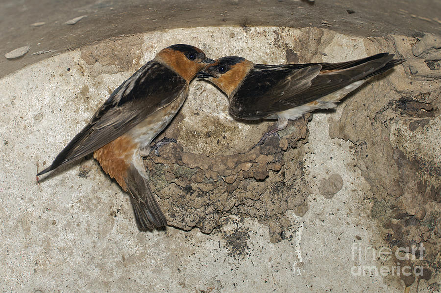 Cave Swallows #1 Photograph by Anthony Mercieca