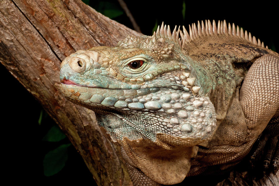 Cayman Island Iguana, Cyclura Lewisi Photograph by David Northcott ...