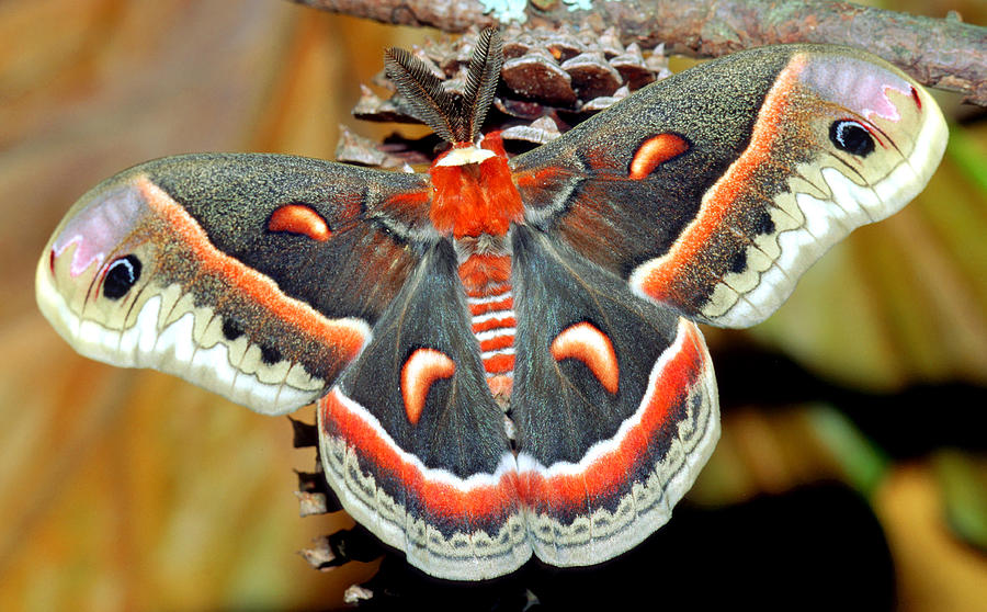 Insects Photograph - Cecropia Moth Hyalophora Cecropia #2 by Millard H Sharp