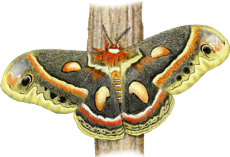 Cecropia Moth #1 Photograph by Roger Hall