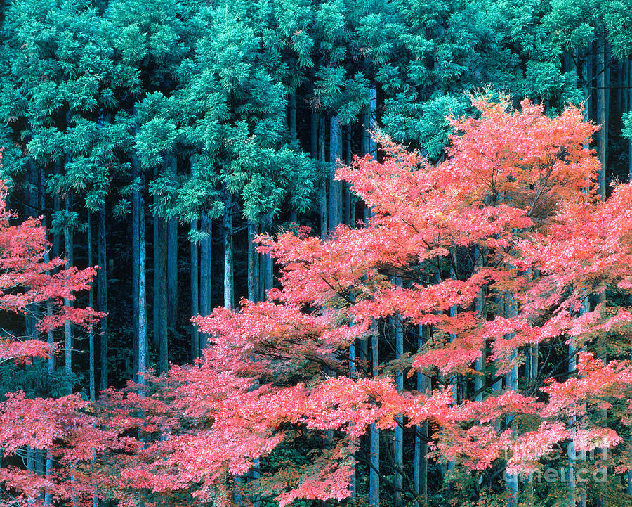 Cedar Forest Japan #1 Photograph by Tomomi Saito