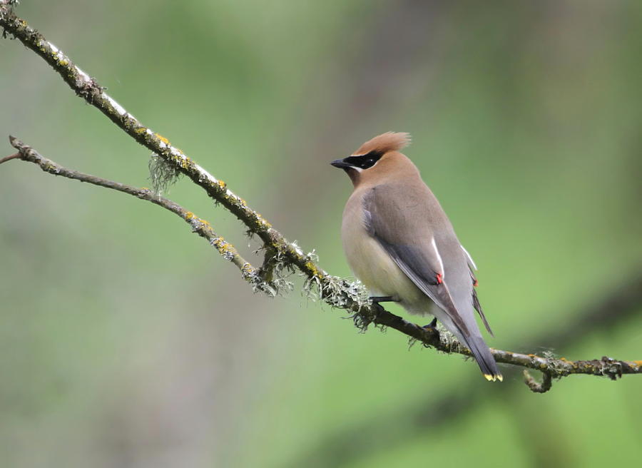 Nature Photograph - Cedar Waxwing #1 by Angie Vogel
