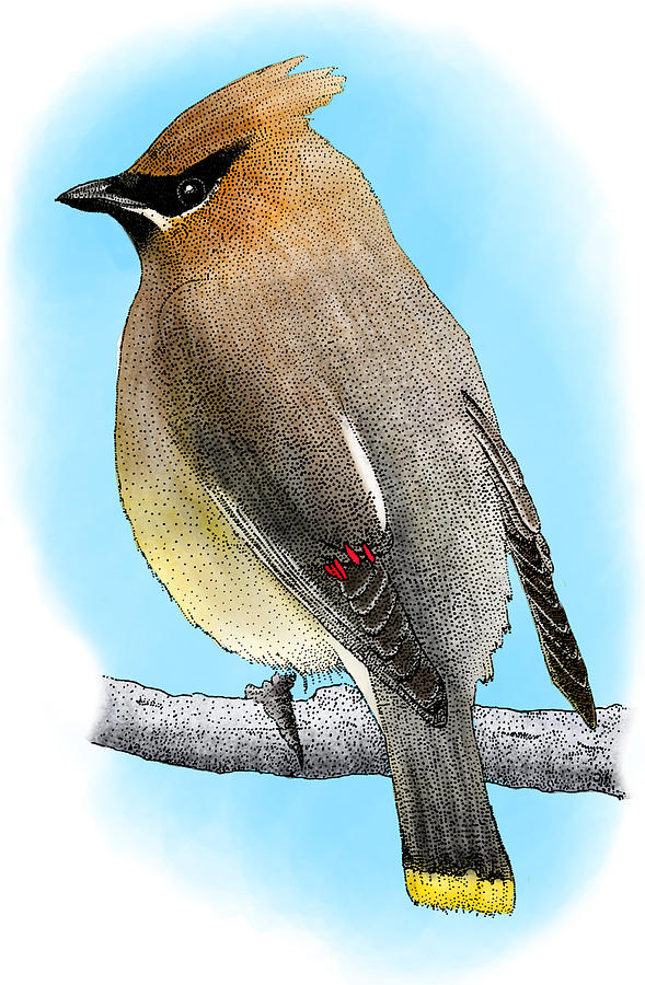 Cedar Waxwing #1 Photograph by Roger Hall