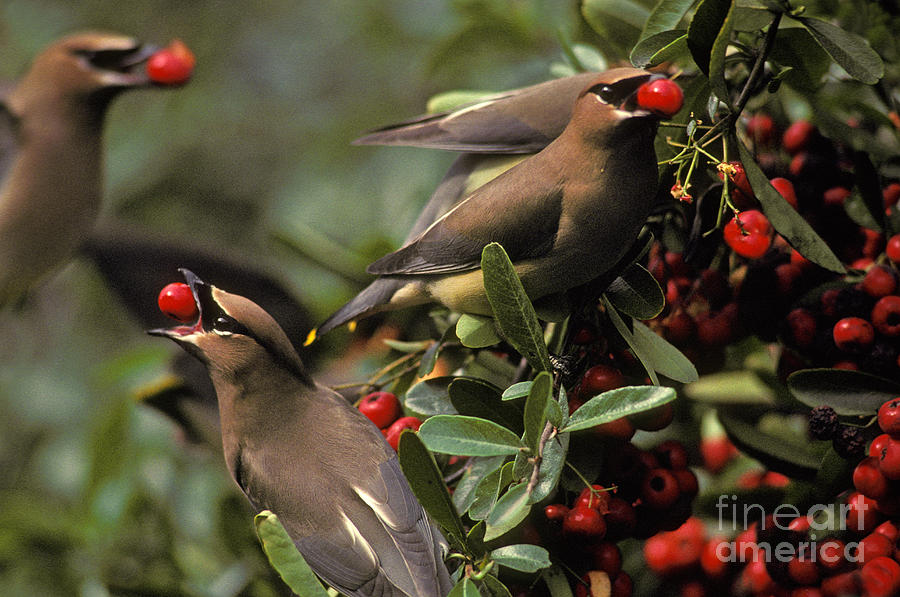 Cedar Waxwings Eating Berries #1 Photograph by Ron Sanford