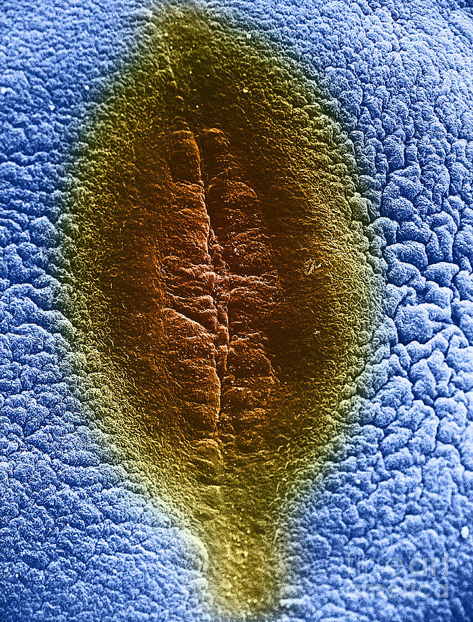 Cell Division, Sem #1 Photograph by David M. Phillips