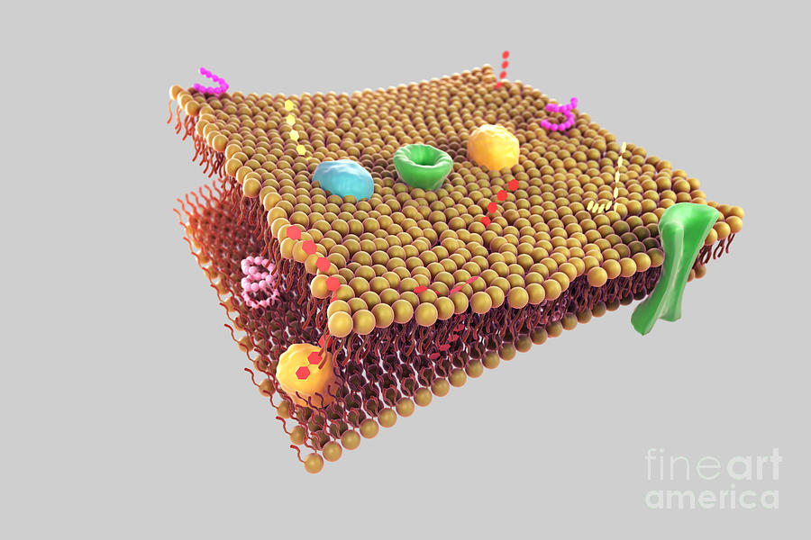Cell Membrane Photograph By Science Picture Co