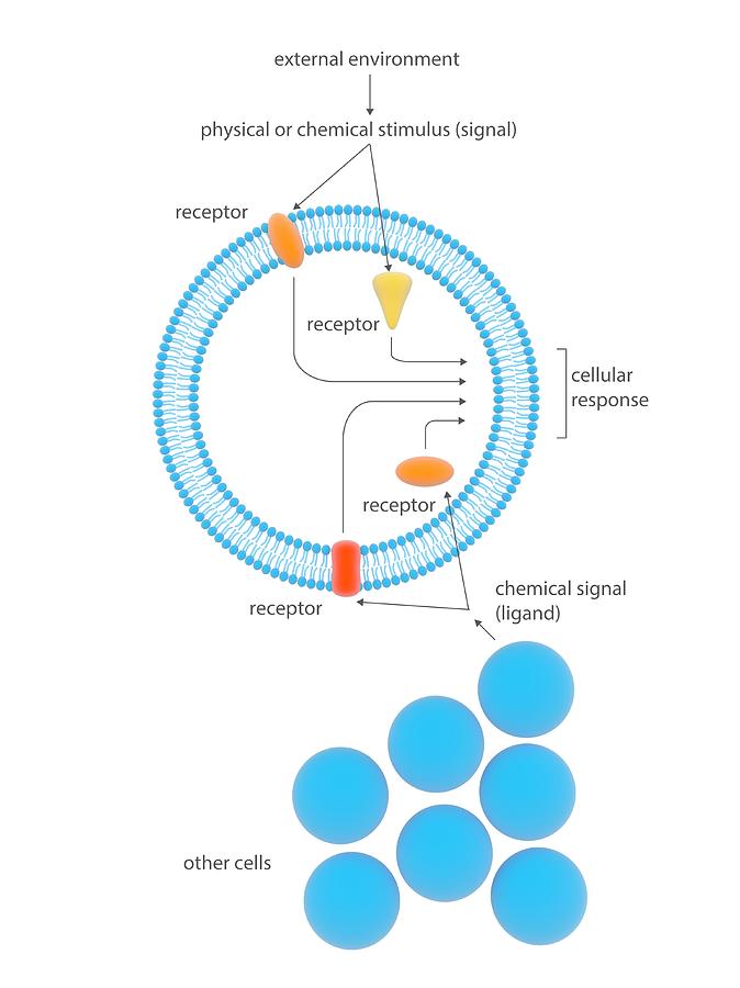 Cell Response Mechanisms Photograph by Science Photo Library - Fine Art ...