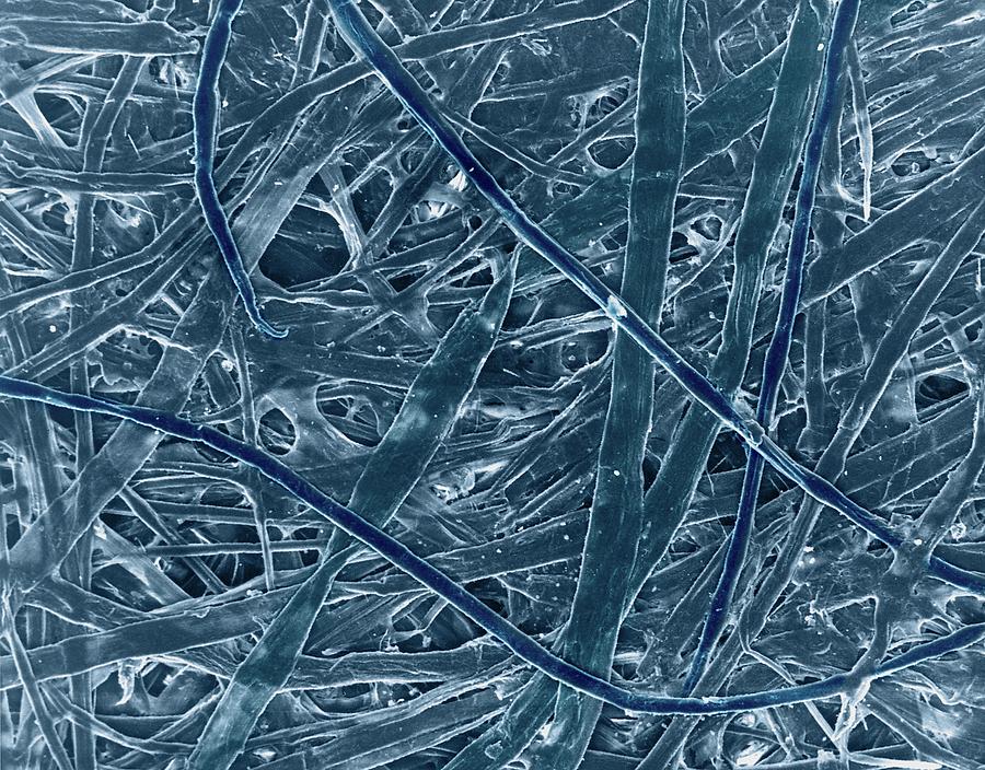 Cellulose Fibres (japanese Print Paper) #1 Photograph by Dennis Kunkel Microscopy/science Photo Library