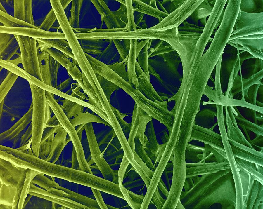 Cellulose Fibres (print Paper) #1 Photograph by Dennis Kunkel Microscopy/science Photo Library