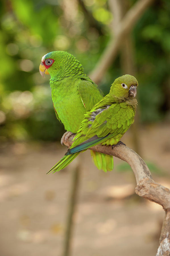 Parrot Photograph - Central America, Honduras, Roatan #1 by Jim Engelbrecht