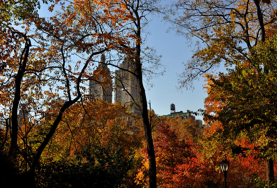 Central Park in Autumn #1 Photograph by Diane Lent