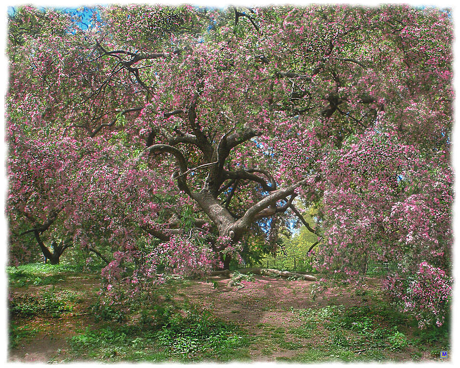 Central Park Photograph - Central Park Pink Flowered Tree #1 by Muriel Levison Goodwin