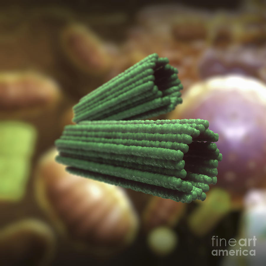 Centrioles Photograph by Science Picture Co Fine Art America