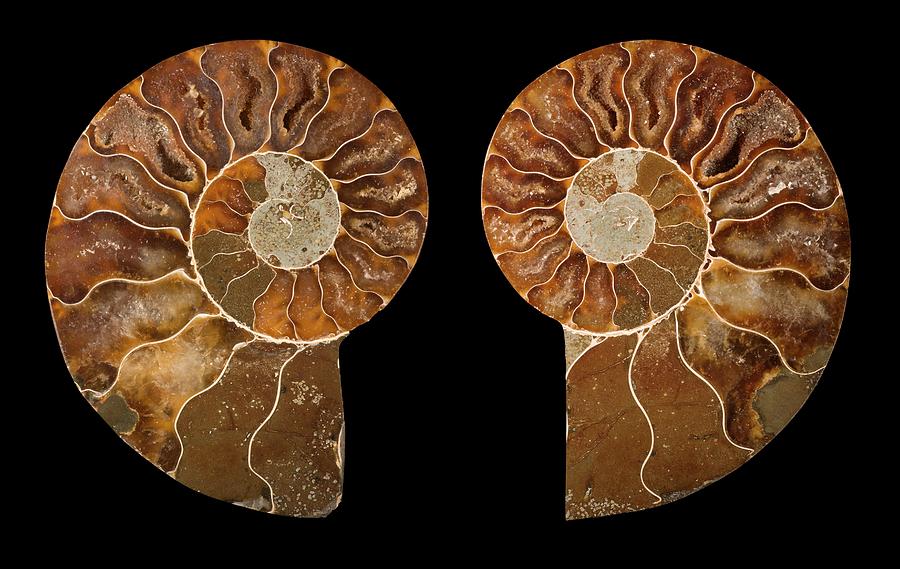 Ceratites Ammonite Fossil #1 Photograph by Lawrence Lawry