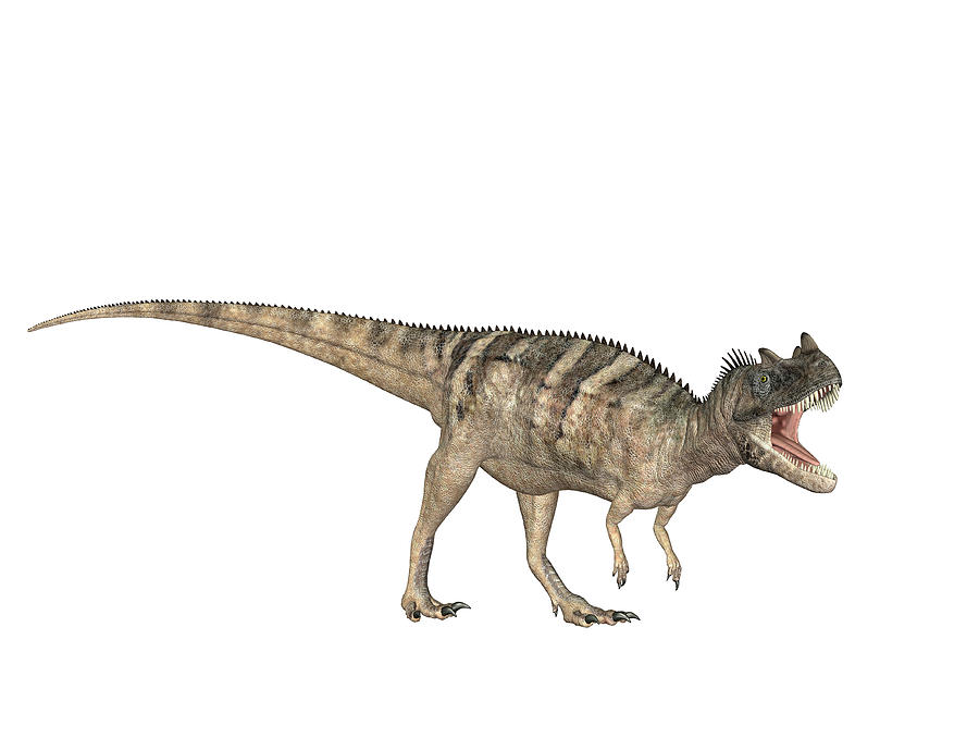 Ceratosaurus was a carnivorous theropod dinosaur in the Late