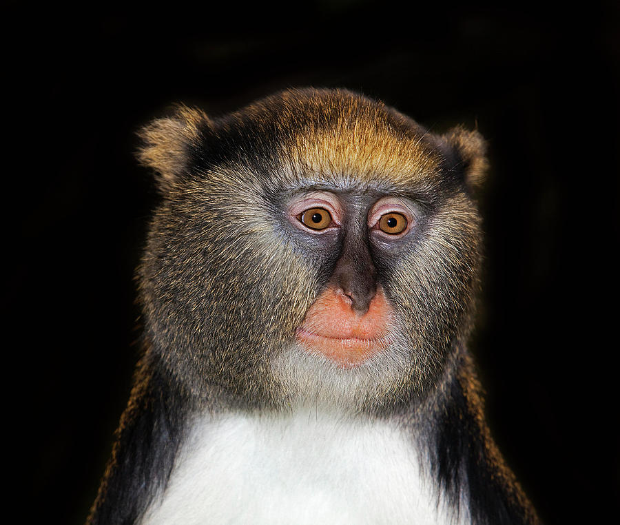 Cercopitheque De Campbell Cercopithecus Photograph by Gerard Lacz Pixels