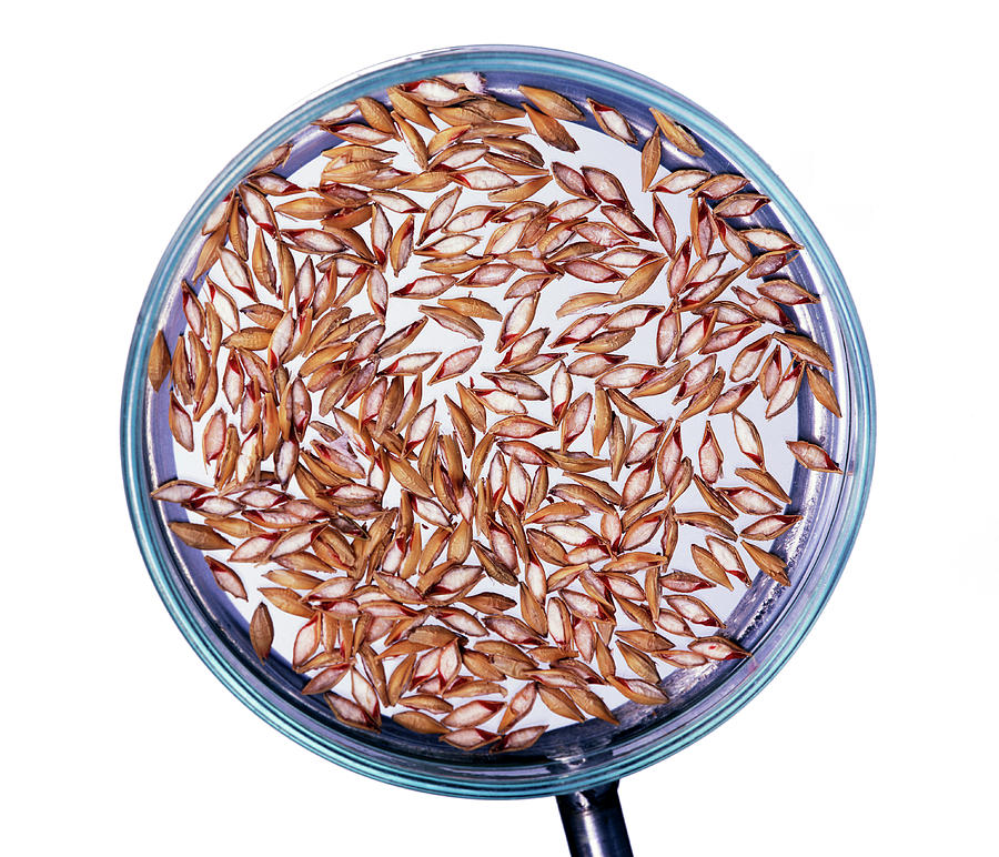 Cereal Grain Genetic Research #1 Photograph by Ton Kinsbergen/science Photo Library
