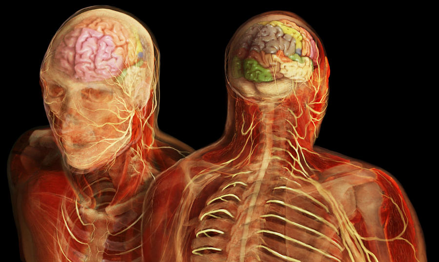 Cerebral Cortex #1 Photograph by Anatomical Travelogue