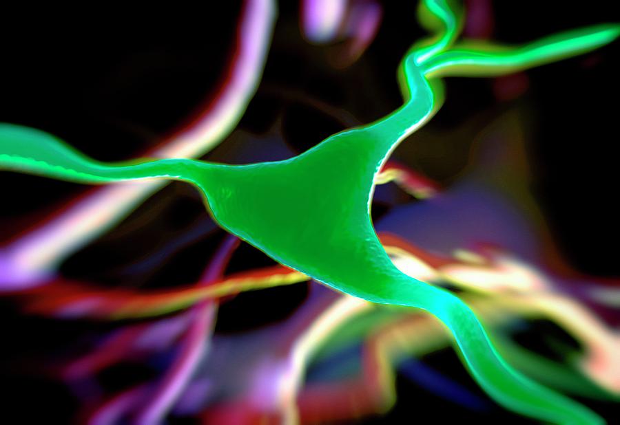 Cerebral Cortex Nerve Cell Photograph by Science Artwork - Fine Art America