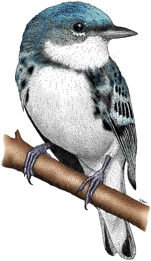 Cerulean Warbler #1 Photograph by Roger Hall
