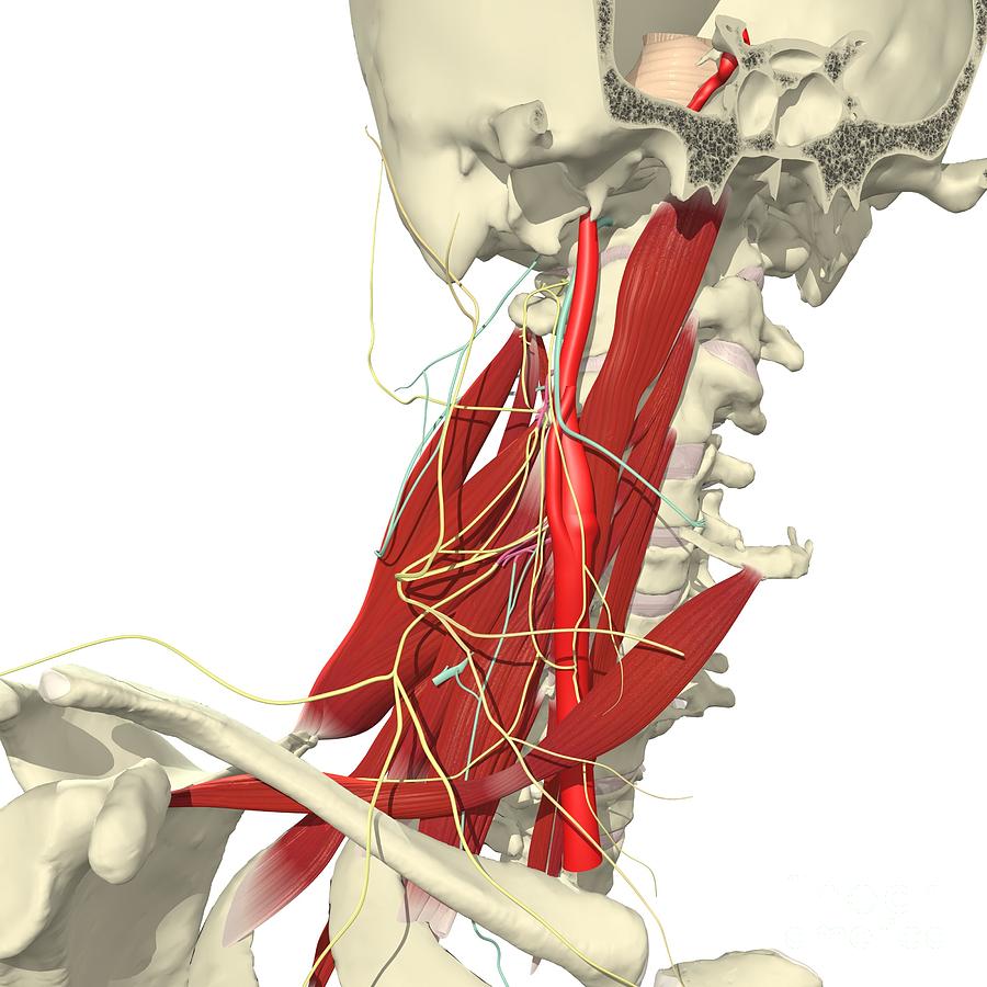 Cervical Plexus Photograph by Medical Images, Universal Images Group