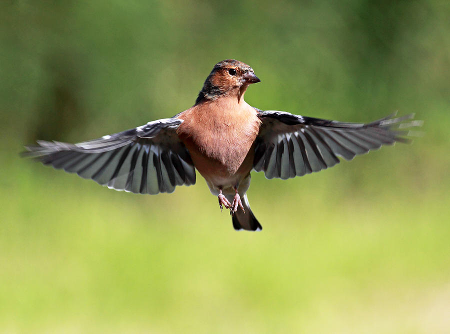 Finch Photograph - Chaffinch in flight by Grant Glendinning