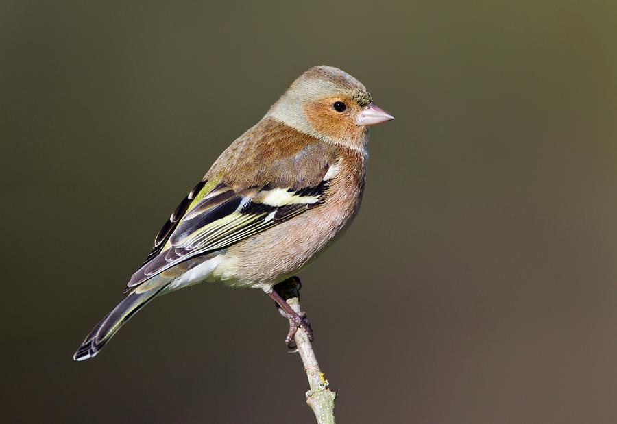 Chaffinch Photograph by John Devries/science Photo Library | Pixels