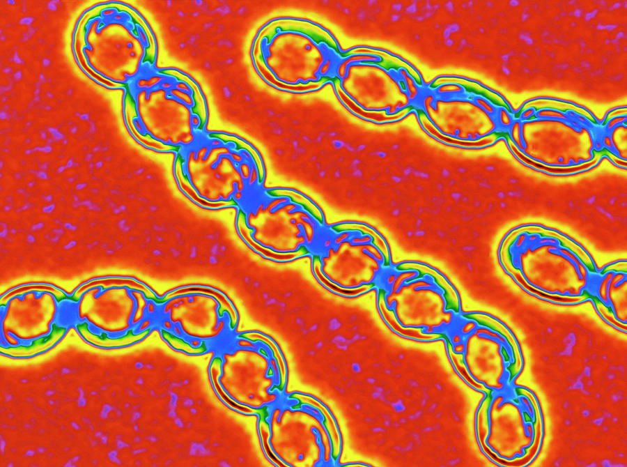 Chains Of Streptococcus Pyogenes Bacteria #1 Photograph by Alfred Pasieka/science Photo Library