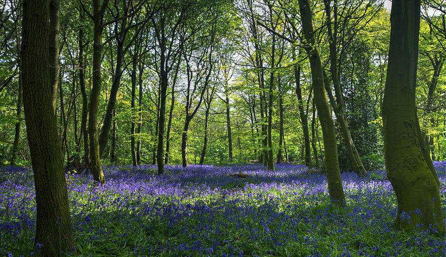 Chalet Wood Wanstead Park Bluebells #2 Photograph by David French