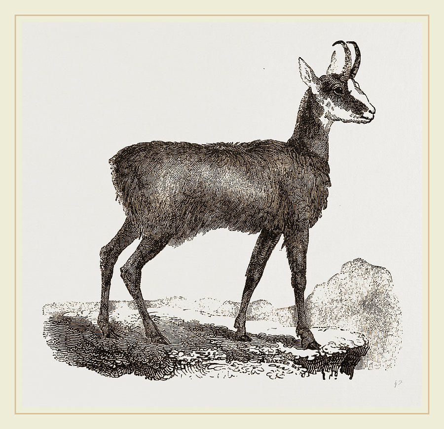 Chamois Drawing by Litz Collection Fine Art America
