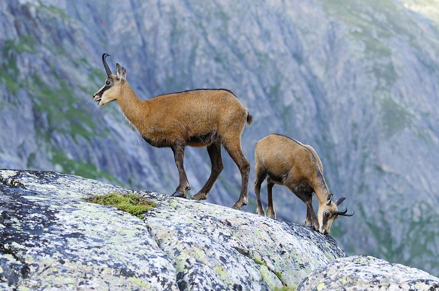 Chamois Photograph By Science Photo Library
