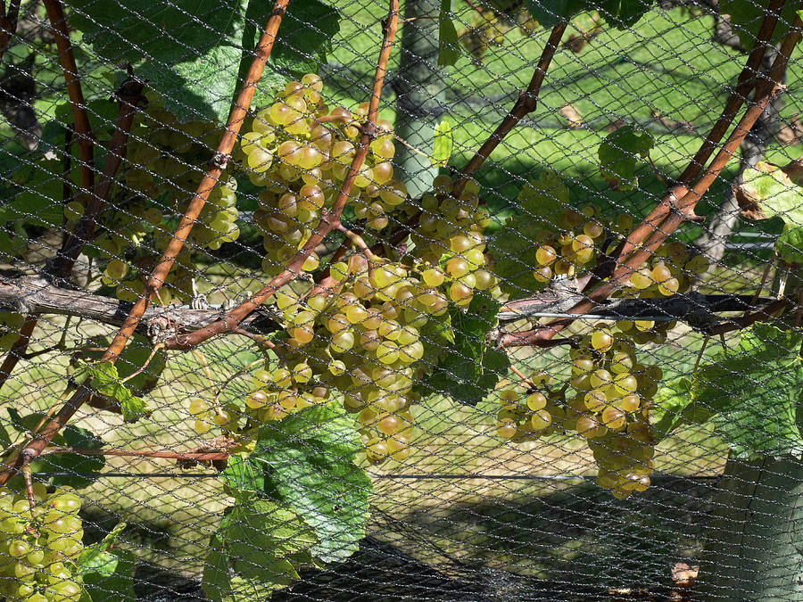 Fruit Photograph - Chardonnay Grapes On Vine #1 by Panoramic Images