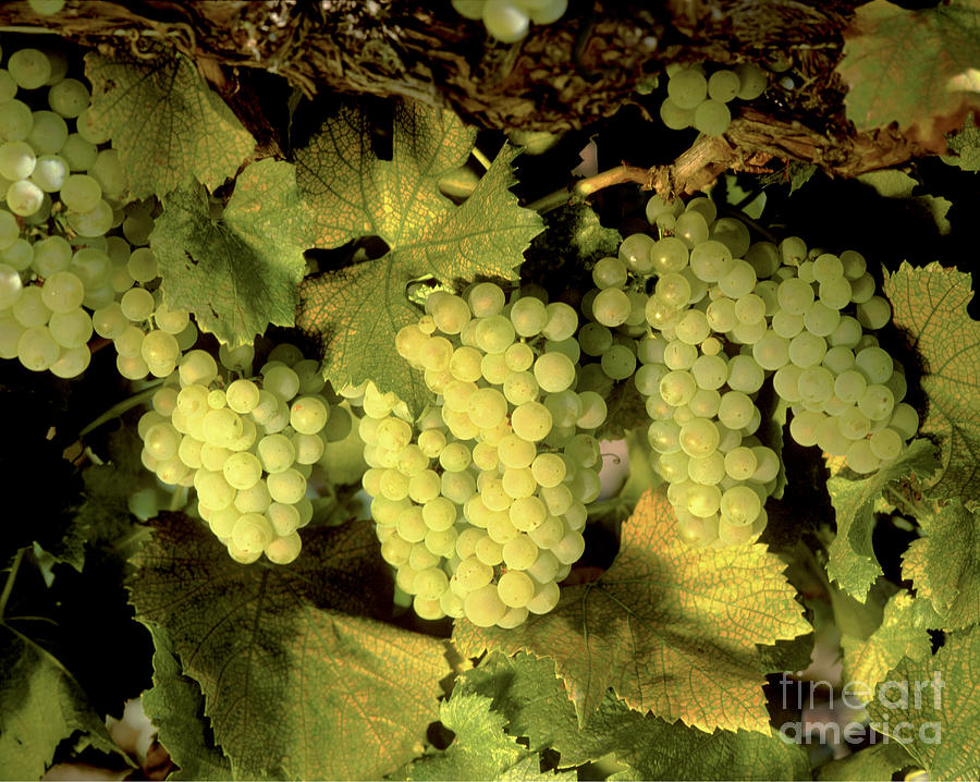 Chardonnay Wine Clusters #1 Photograph by Craig Lovell