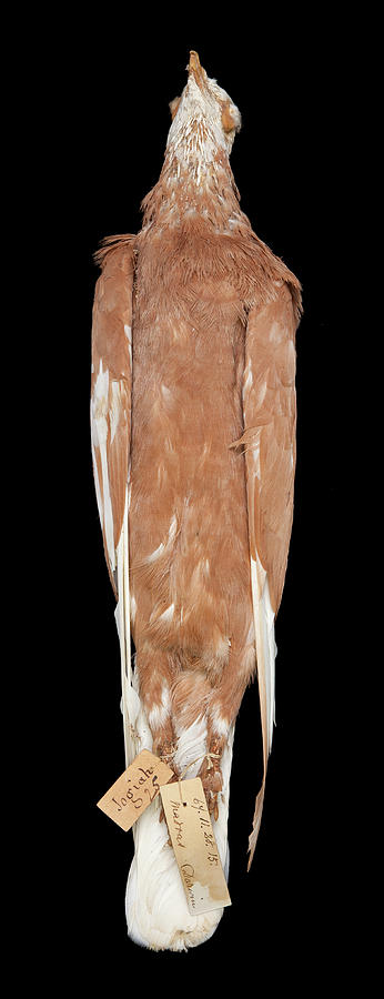 Animal Photograph - Charles Darwins Pigeons by Natural History Museum, London Animal Photograph - Charles Darwins Pigeons by Natural History Museum, London