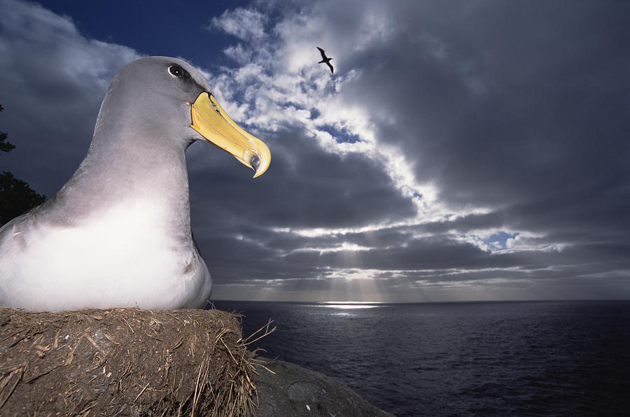 Chatham Albatrosses Nesting On A Cliff #1 Photograph by Tui De Roy