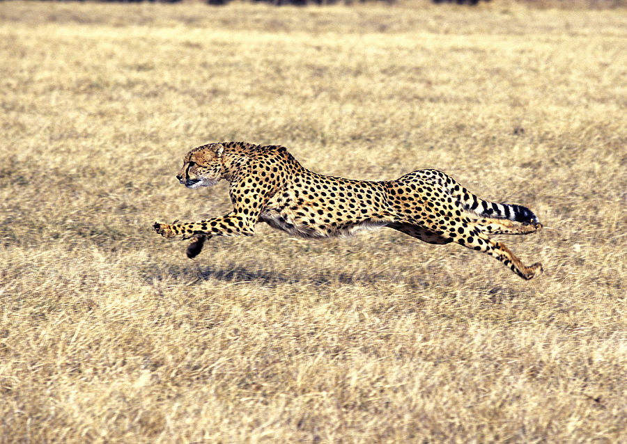 Cheetah Acinonyx Jubatus #1 Photograph by G Ronald Austing