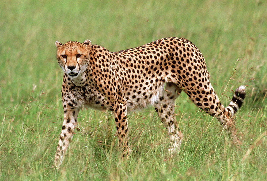 The Cheetah Acinonyx Jubatus Walking At Sunset In The 