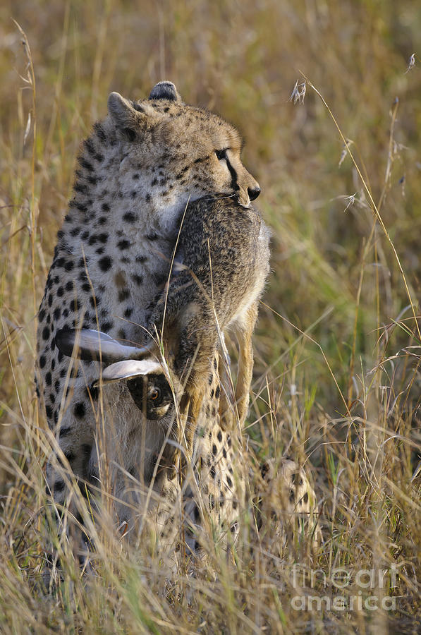 Nature Photograph - Cheetah Carrying Its Prey #1 by John Shaw
