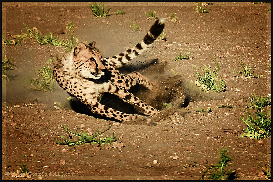 Cheetah Chase #1 Photograph by LeeAnn McLaneGoetz McLaneGoetzStudioLLCcom