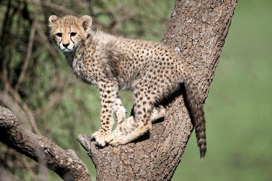 Wildlife Photograph - Cheetah Cub Acinonyx Jubatus Climbing #1 by Panoramic Images