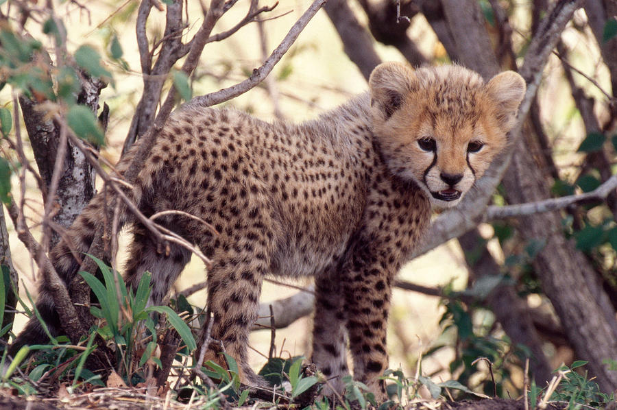 Cheetah Cub Acinonyx Jubatus #1 Photograph by Mary Beth Angelo