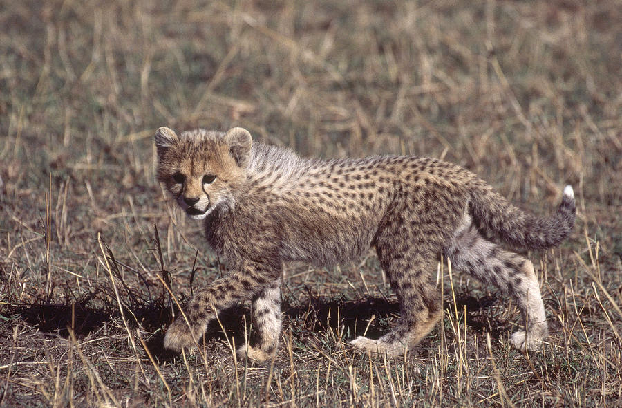 Cheetah Cub #1 Photograph by Mary Beth Angelo