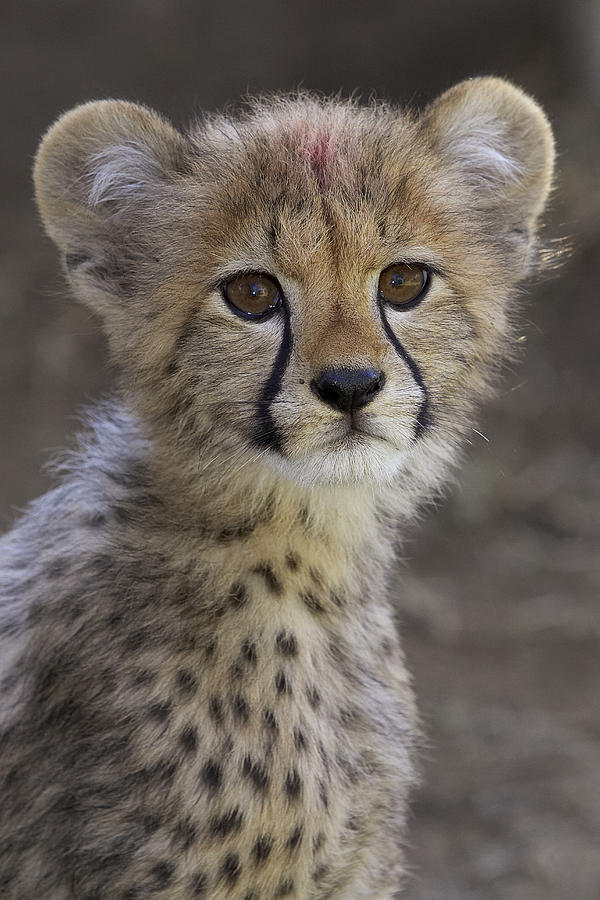Cheetah Cub Portrait #1 Photograph by San Diego Zoo