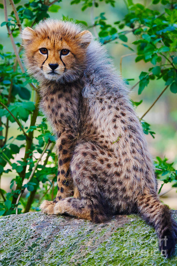 Cheetah cub on a rock Photograph by Nick  Biemans
